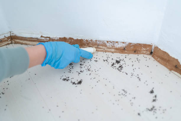 Best Best Pest Control Companies  in Stonewall, MS